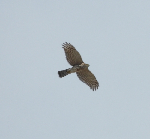 Sharp-shinned Hawk (Accipiter striatus), photo 7