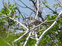 Campylorhynchus yucatanicus