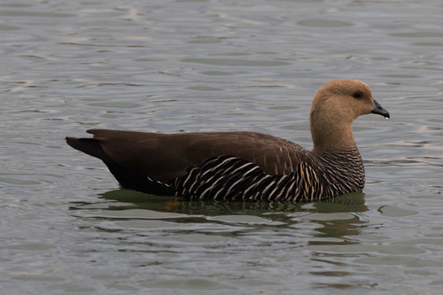 Upland Goose (Chloephaga picta)