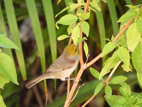 Verdin (Auriparus flaviceps)