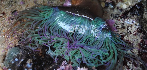 Photo of Snakelocks anemone (Anemonia viridis)