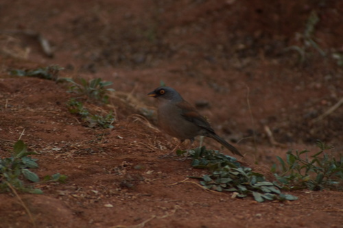 Yellow-eyed Junco (Junco phaeonotus), photo 2