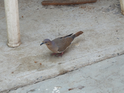 White-winged Dove (Zenaida asiatica), photo 5