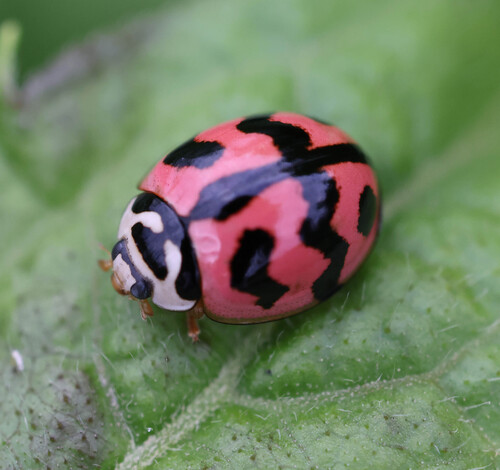 Cheilomenes sexmaculata