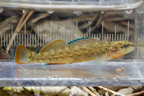 Orangebelly darter (Etheostoma radiosum) — Percidae — 4