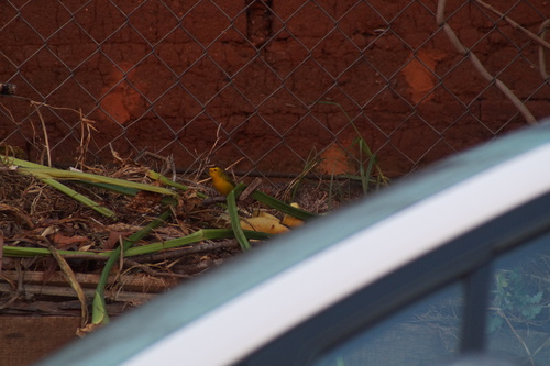 Wilson's Warbler (Cardellina pusilla), photo 2