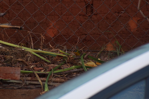 Wilson's Warbler (Cardellina pusilla), photo 3