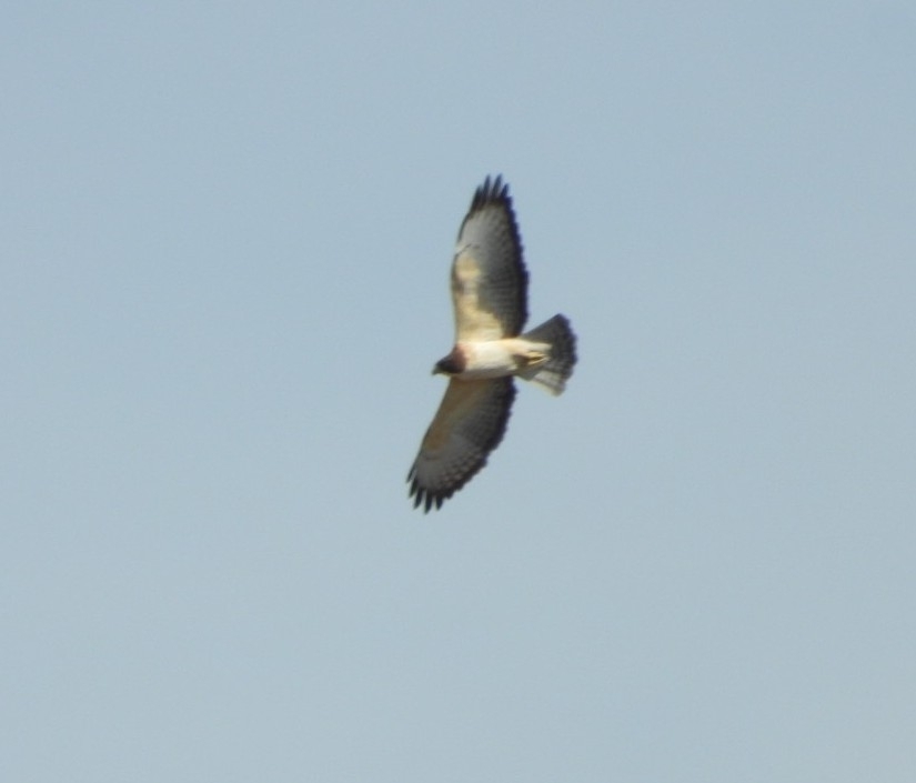 Short-tailed Hawk (Buteo brachyurus), photo 1