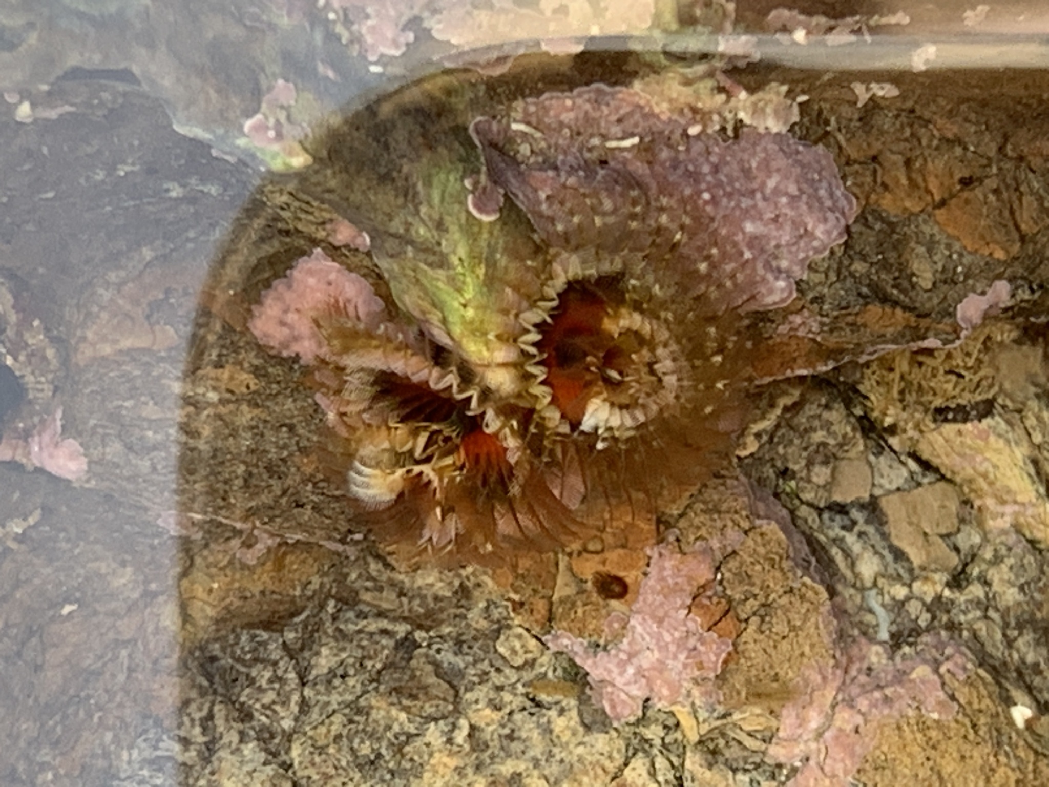 Spirobranchus spinosus Moore, 1923