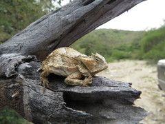 Phrynosoma taurus