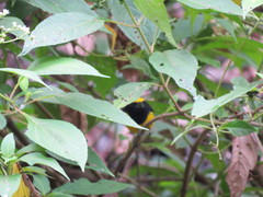 Euphonia imitans