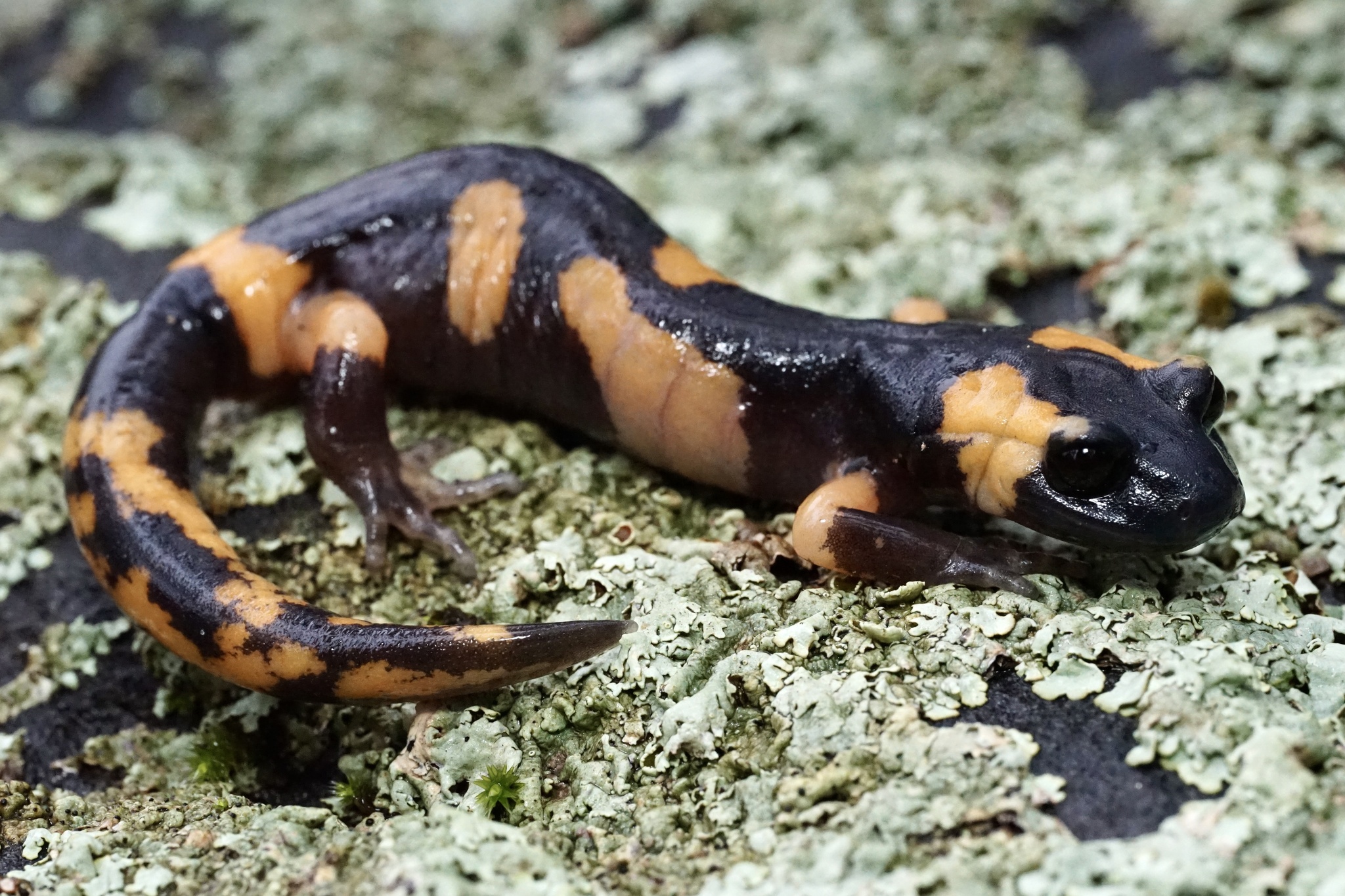 Ensatina eschscholtzii Gray, 1850