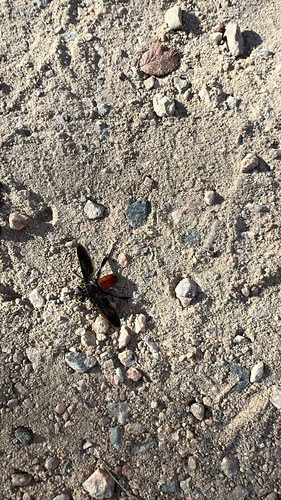 Unknown species found near Lewisville, TX, US