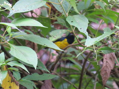 Euphonia imitans