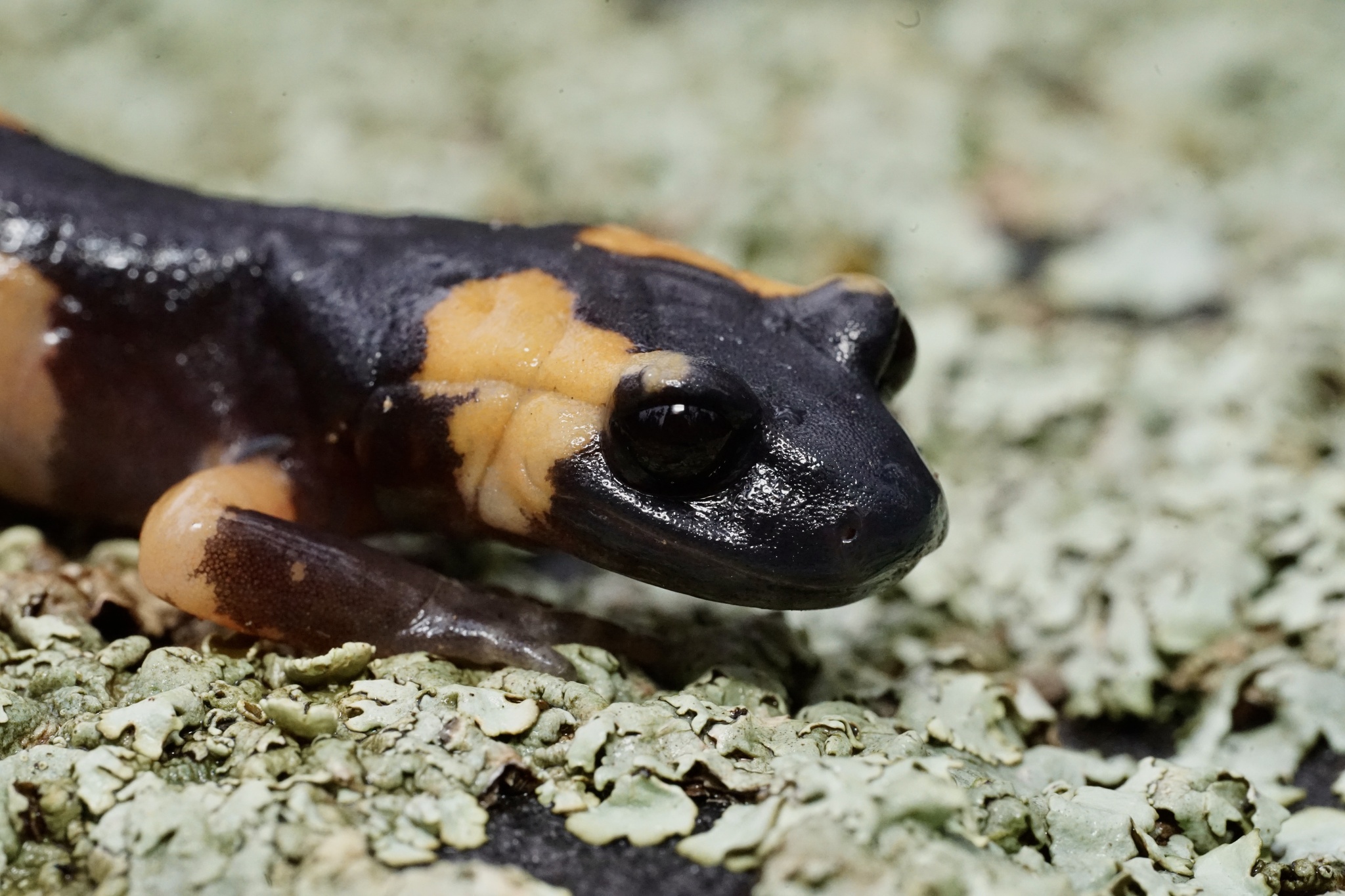 Ensatina eschscholtzii Gray, 1850