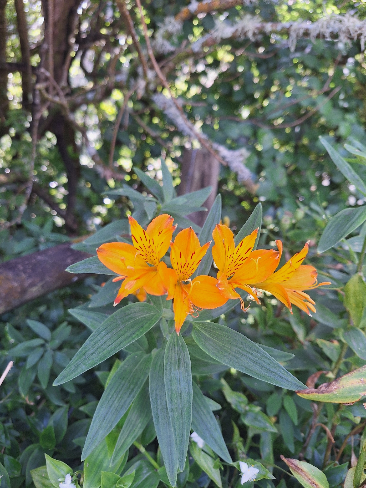Peruvian lily
