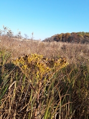 Solidago ohioensis