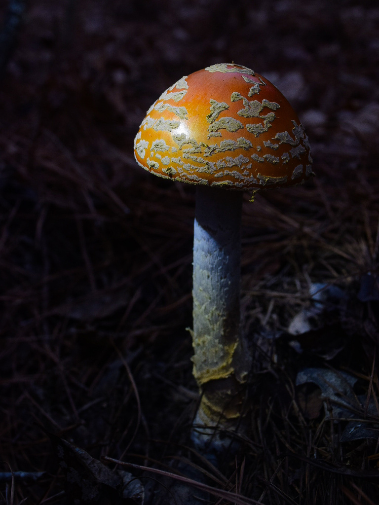 Amanita persicina · January 2026 · photo: © jeremyeven-flint (iNaturalist, cc-by)