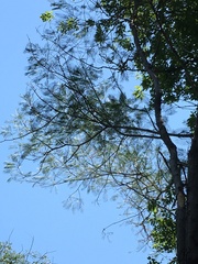 Albizia niopoides