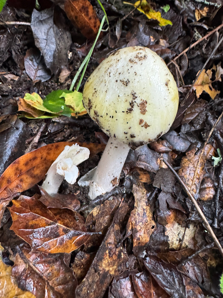 Amanita phalloides · January 2026 · photo: © wildflowerwatching (iNaturalist, cc-by)