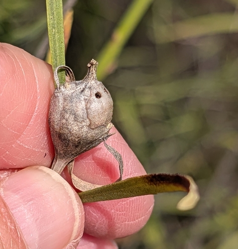 Unknown species found near Cedar Hill, TX, USA