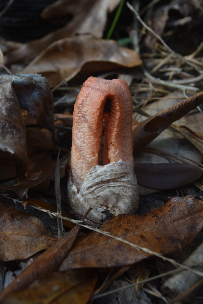 Clathrus columnatus · January 2026 · photo: © jeremyeven-flint (iNaturalist, cc-by)