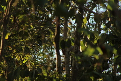 Xiphorhynchus flavigaster