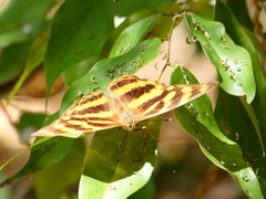 Herona marathus