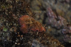 Thysanozoon brocchii