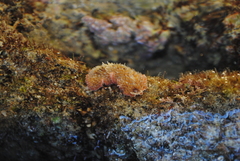 Thysanozoon brocchii