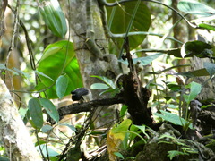 Rhipidura albicollis