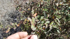 Berberis swaseyi
