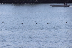 Melanitta perspicillata