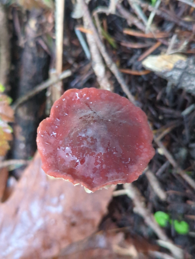 Marasmius plicatulus · January 2026 · photo: © dominiquejoy (iNaturalist, cc-by)