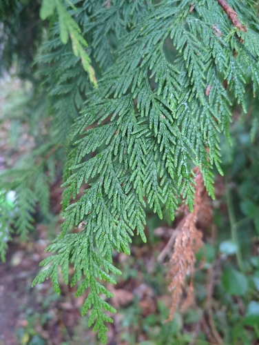 British columbia red cedar