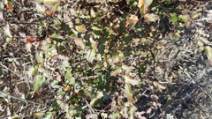 Berberis swaseyi