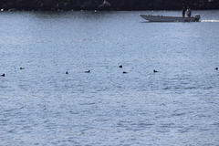 Melanitta perspicillata