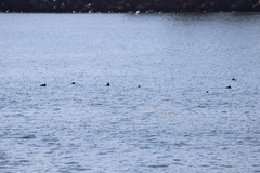 Melanitta perspicillata