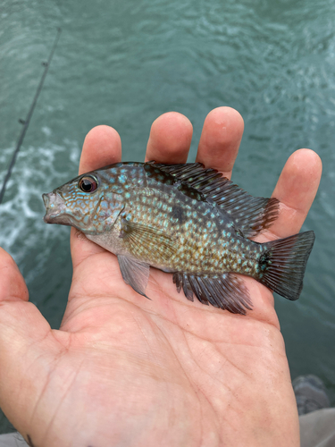 Lowland cichlid (Herichthys carpintis) — Cichlidae — 3