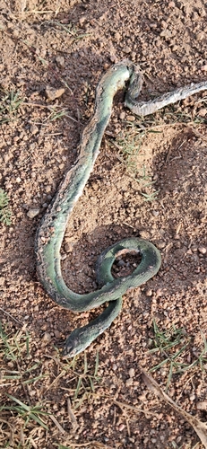 Brazilian Green Racer