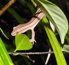Toropuku inexpectatus
