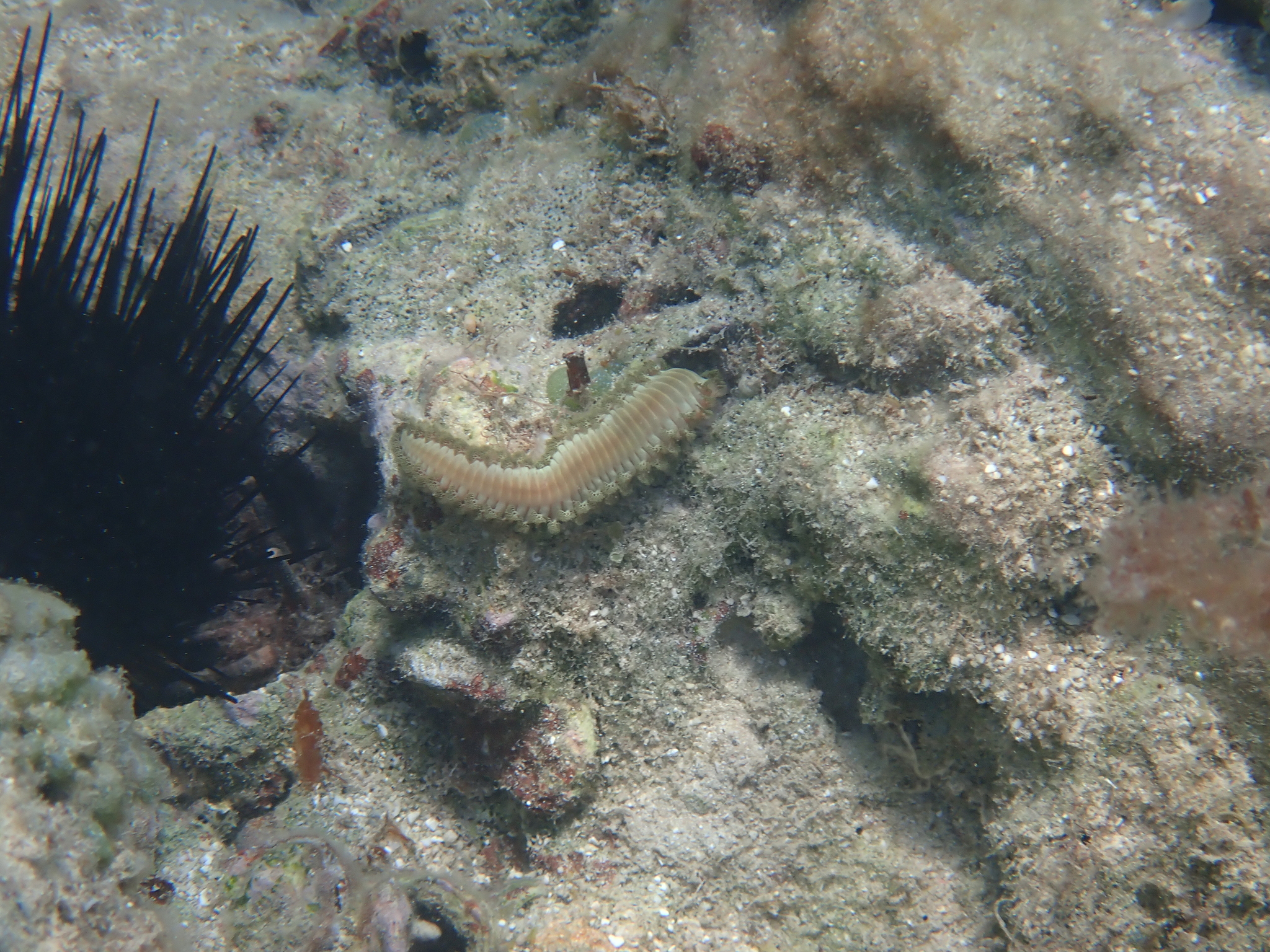 Hermodice carunculata (Pallas, 1766)