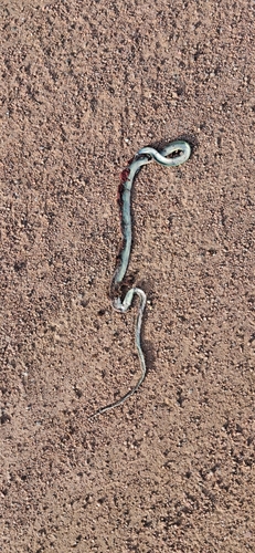Brazilian Green Racer