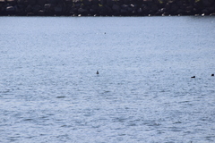 Melanitta perspicillata