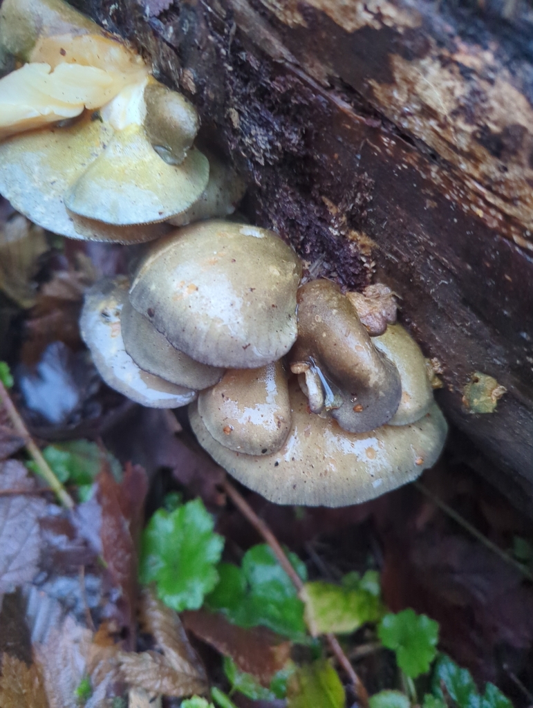 Sarcomyxa serotina · January 2026 · photo: © dominiquejoy (iNaturalist, cc-by)