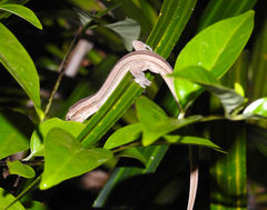 Toropuku inexpectatus