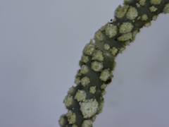 Usnea perplexans