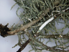 Usnea perplexans