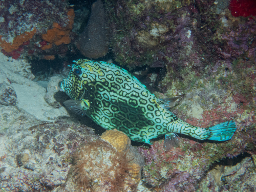 Honeycomb cowfish (Acanthostracion polygonius) — Ostraciidae