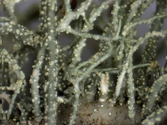 Usnea perplexans